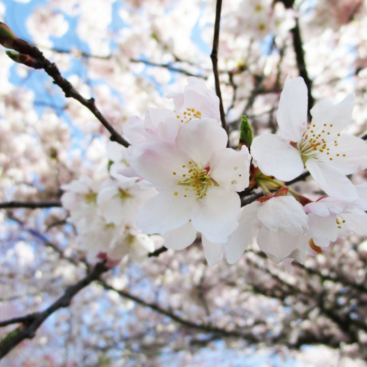 Akebono Flowering Cherry - Endswell