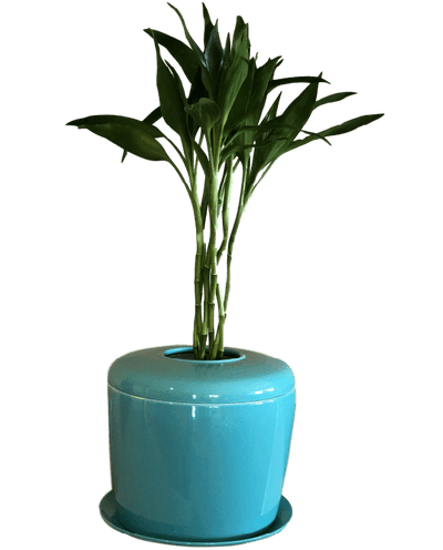 The Living Urn Indoors / Patio - Lotus