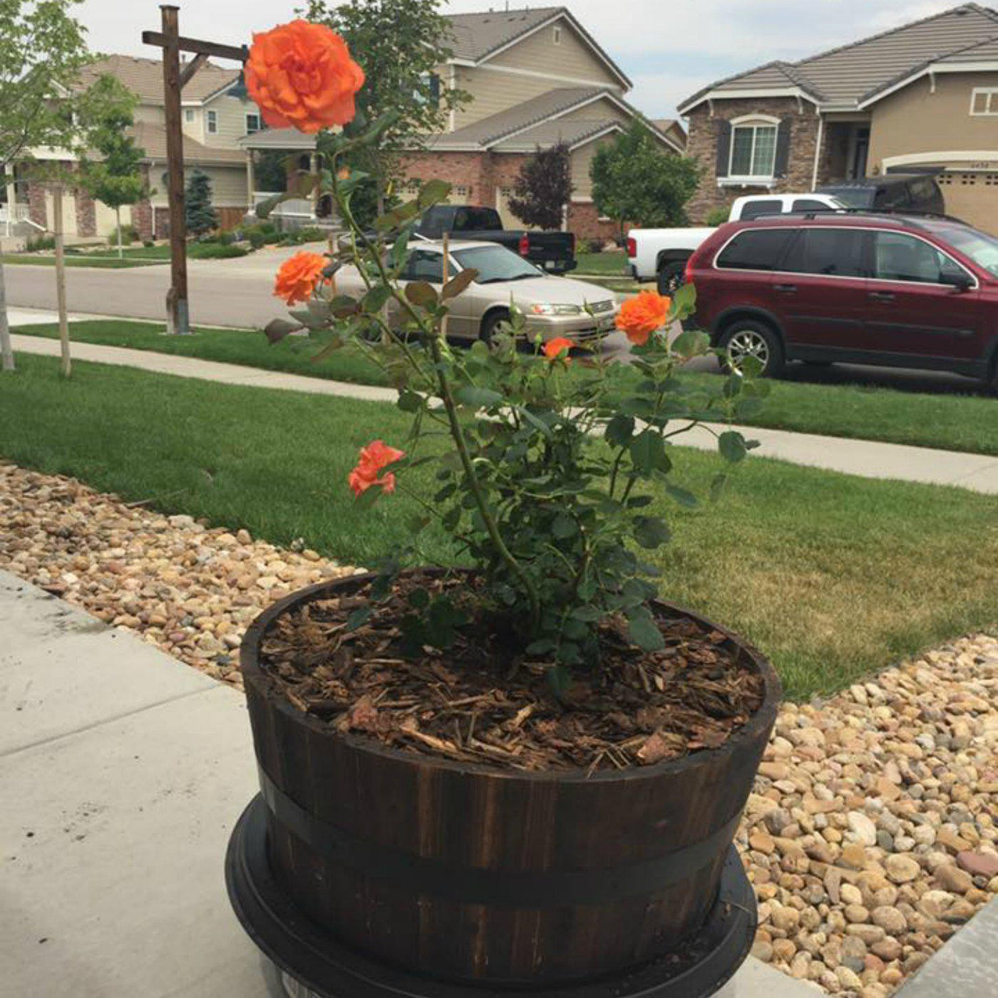 Living Urn System Only (use with your own tree, plant or flowers) - Lotus