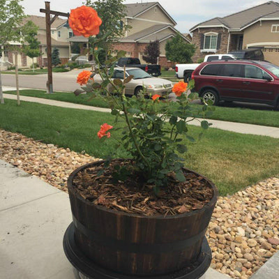 Living Urn System Only (use with your own tree, plant or flowers) - Lotus