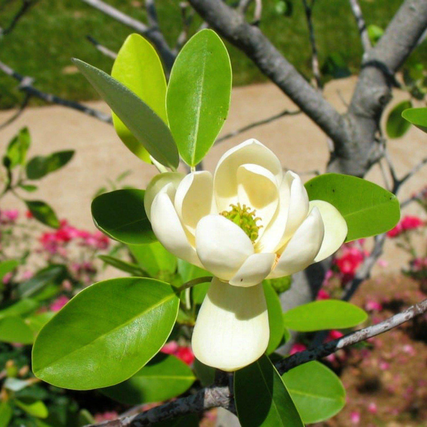 Sweetbay Magnolia - Green Farewells