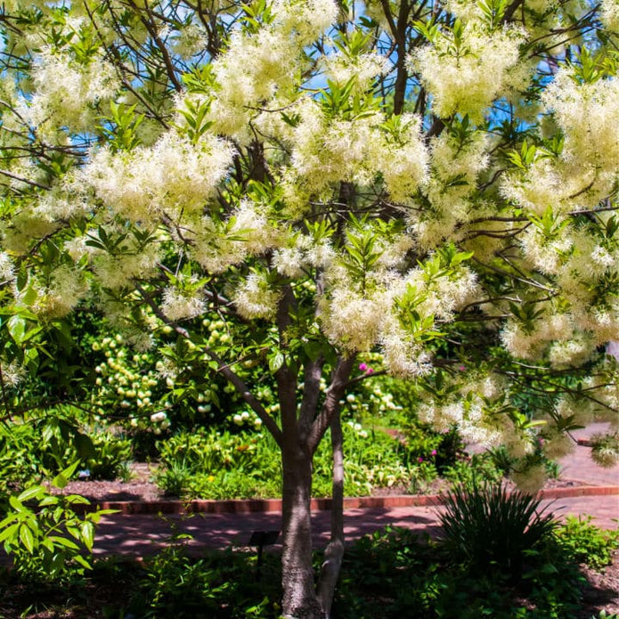 White Fringe Tree - Green Farewells