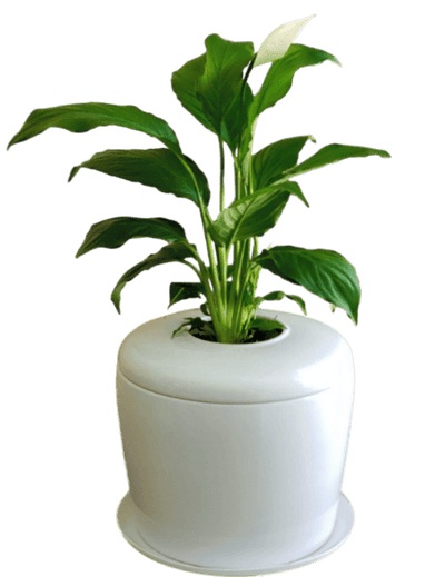 The Living Urn Indoors / Patio - Green Farewells