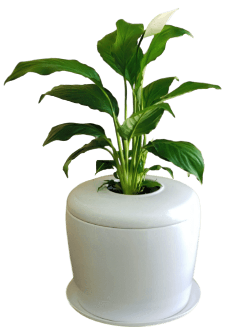 The Living Urn Indoors / Patio - Perry