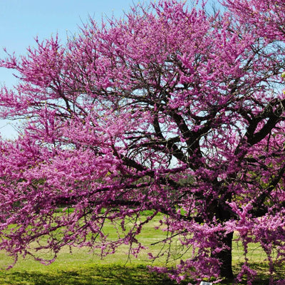 Eastern Redbud - The Living Urn