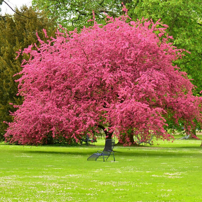 a Tree, Plant, or Flowers of Your Own - this version does not come with a Tree - The Living Urn