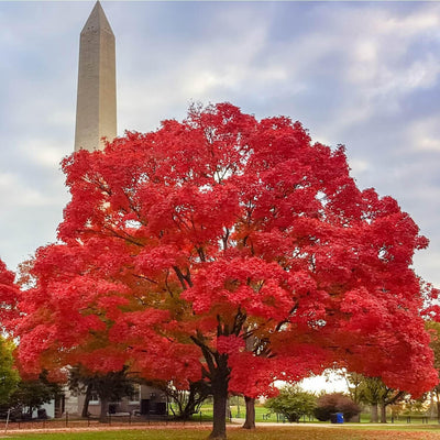 Red Maple - The Living Urn