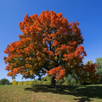 Sugar Maple - The Living Urn