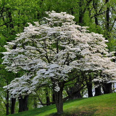 White Dogwood - The Living Urn