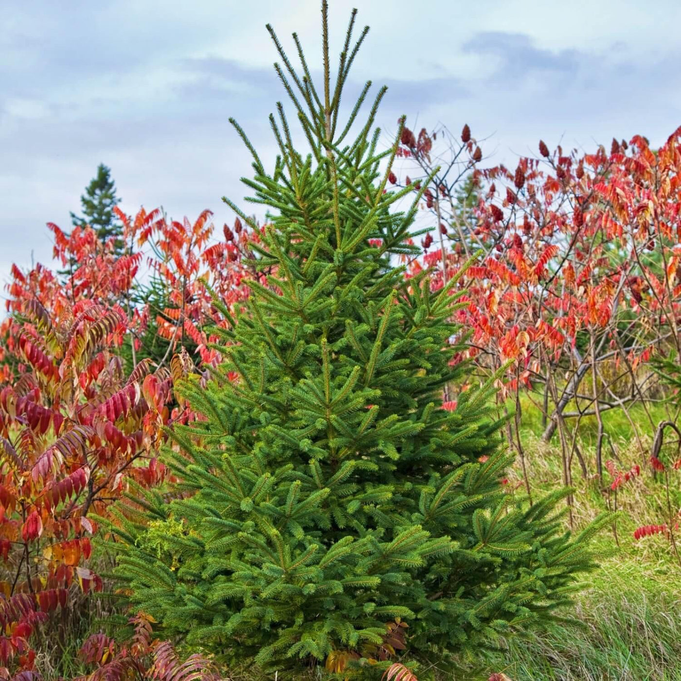 White Spruce - The Living Urn