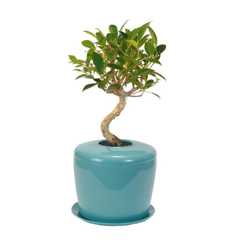 The Living Urn Indoors / Patio - Birdsong