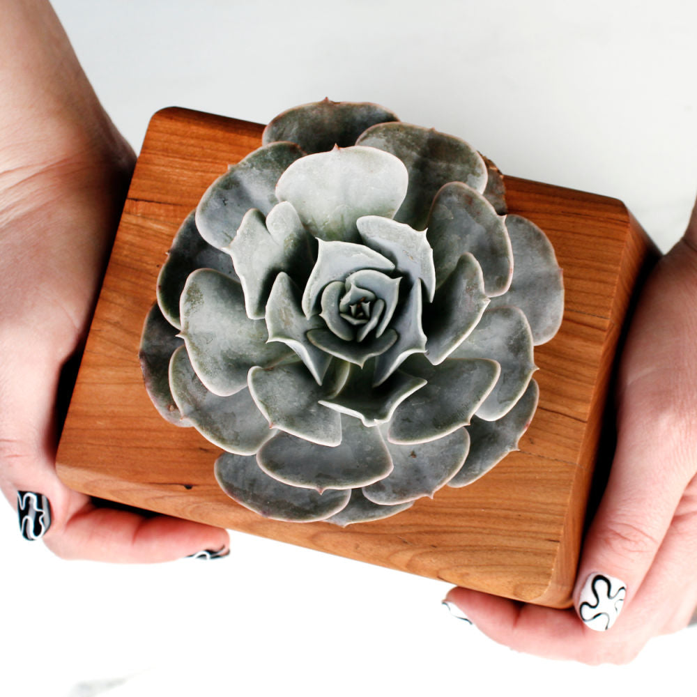 The Living Urn Planter - Cremation Society