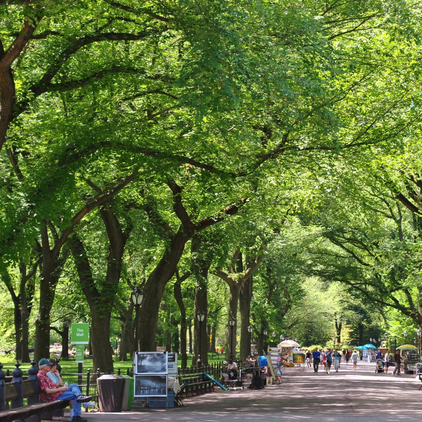 American Elm (Princeton) - Belk