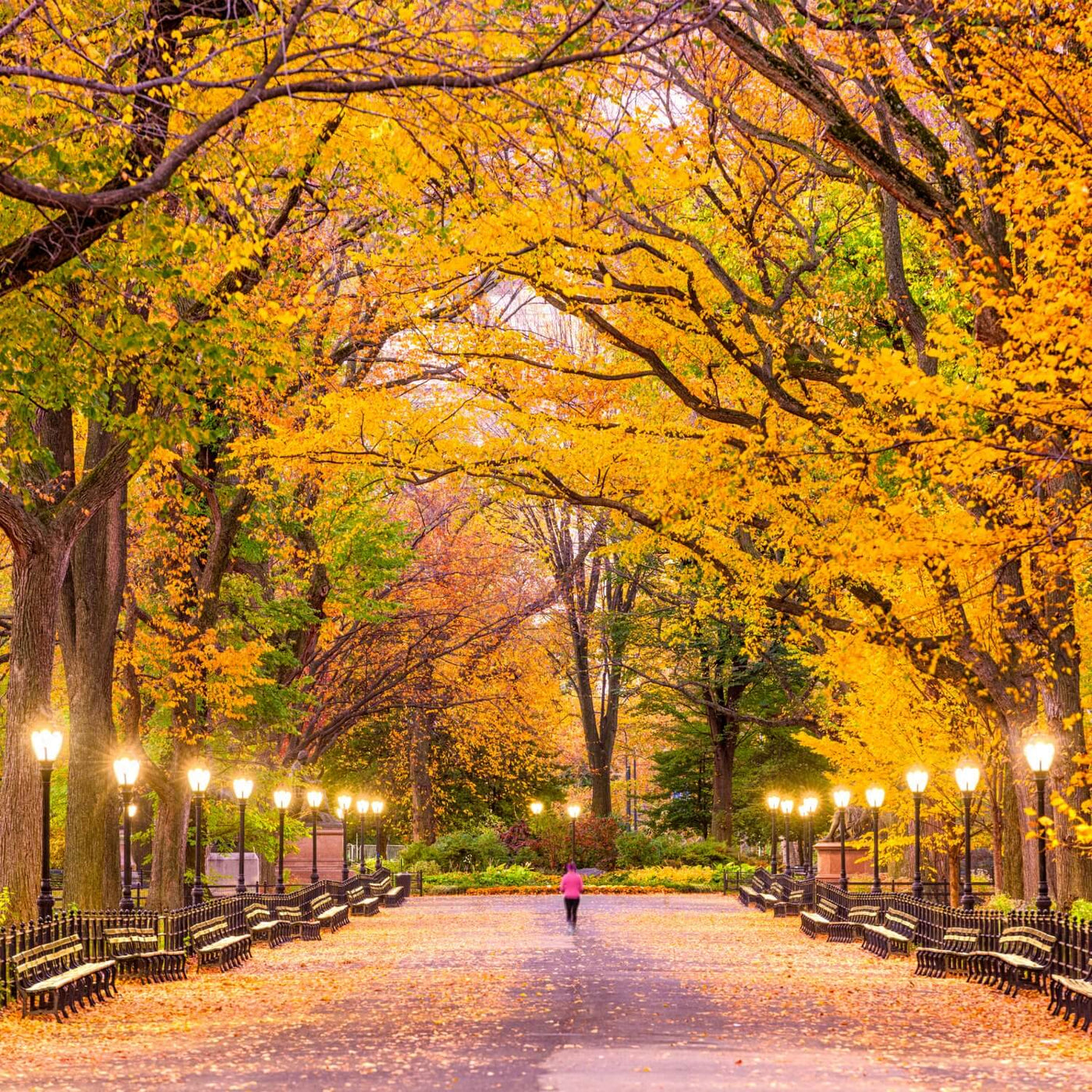 American Elm (Princeton) - Heaven Bound