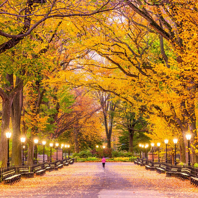 American Elm (Princeton) - Heaven Bound