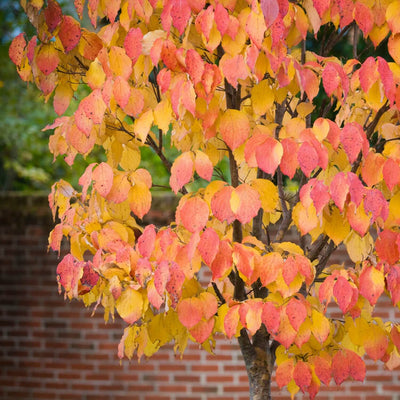 American Elm (Princeton) - Akers James