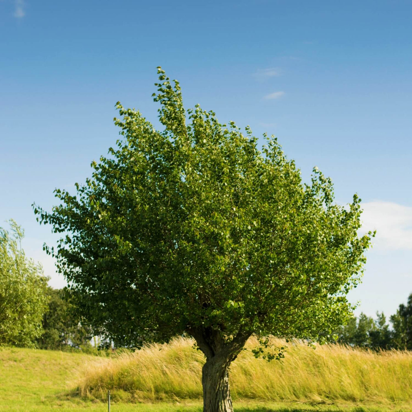 American Elm (Princeton) - Akers James