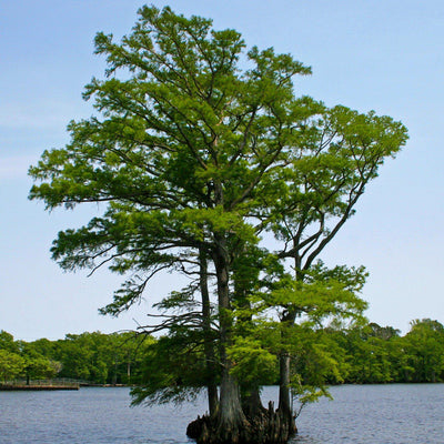 Bald Cypress - Messenger