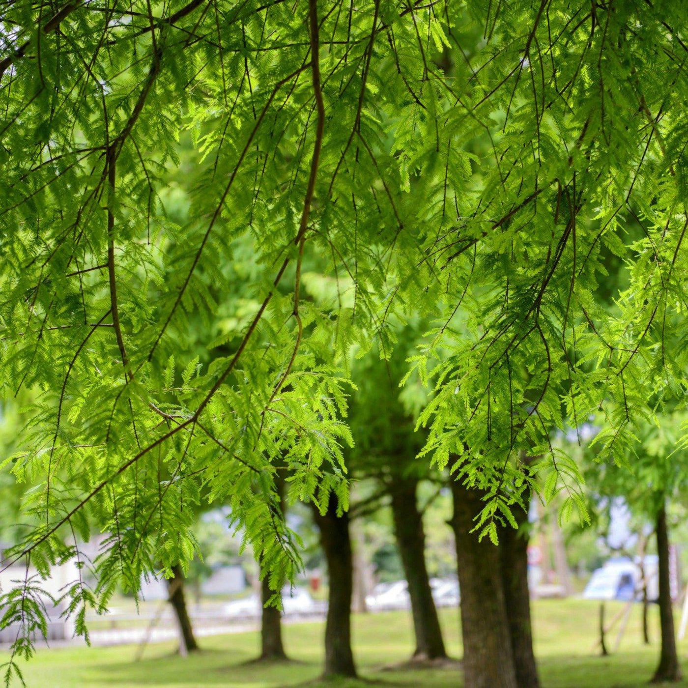 Bald Cypress - Akers James