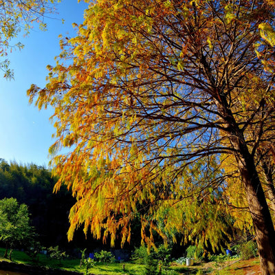 Bald Cypress - Akers James