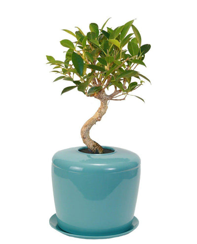 The Living Urn Indoors / Patio - Belk