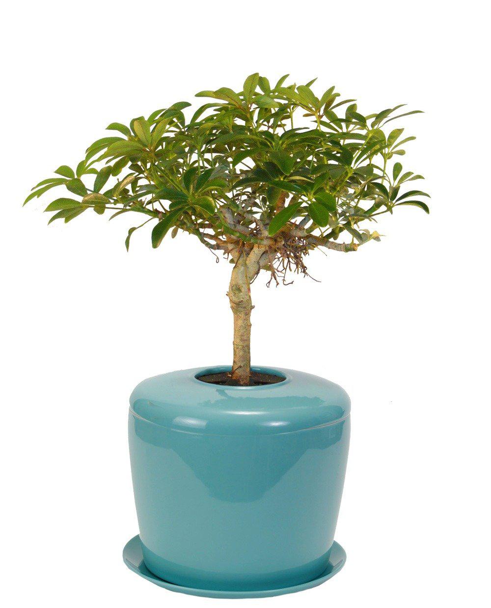 The Living Urn Indoors / Patio - Belk