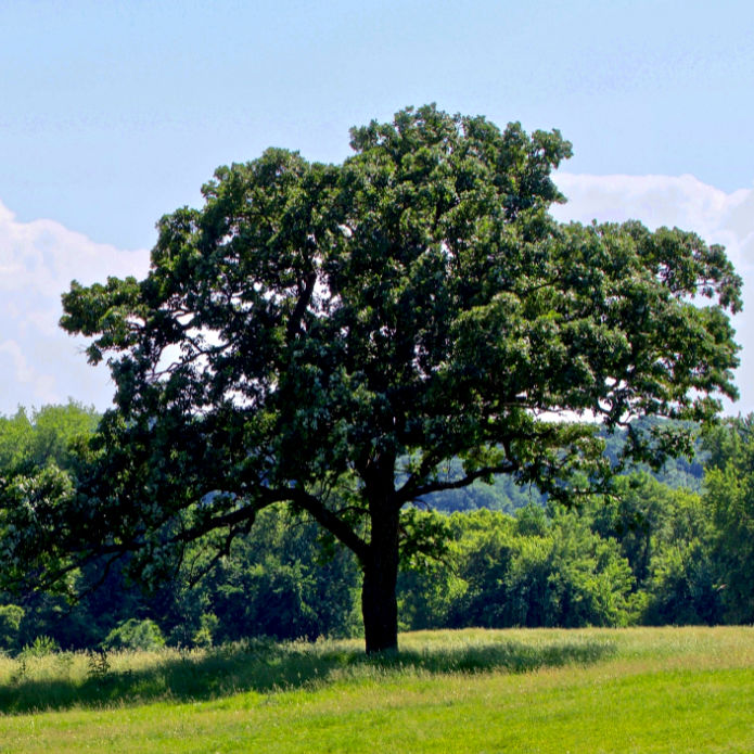 Bur Oak