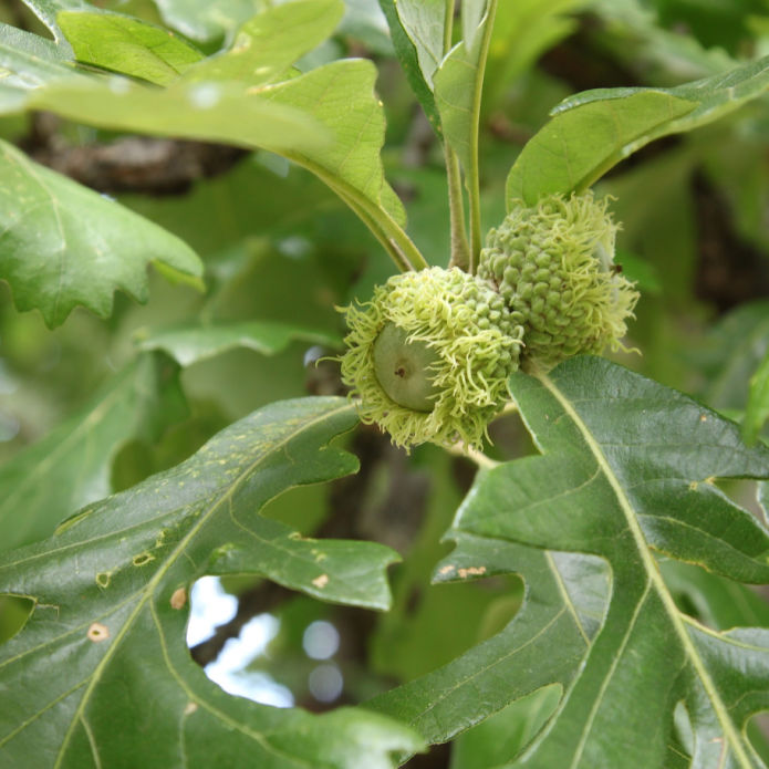 Bur Oak - SereniCare