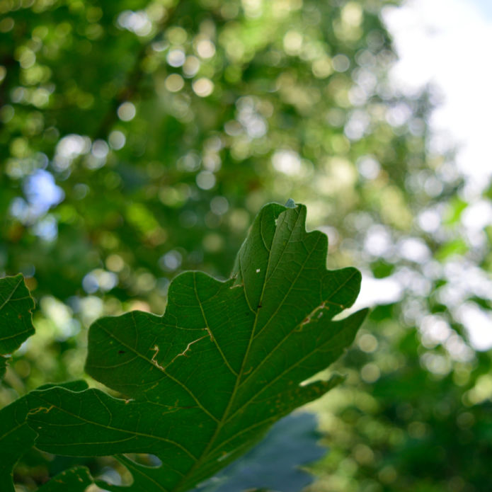 Bur Oak - SereniCare