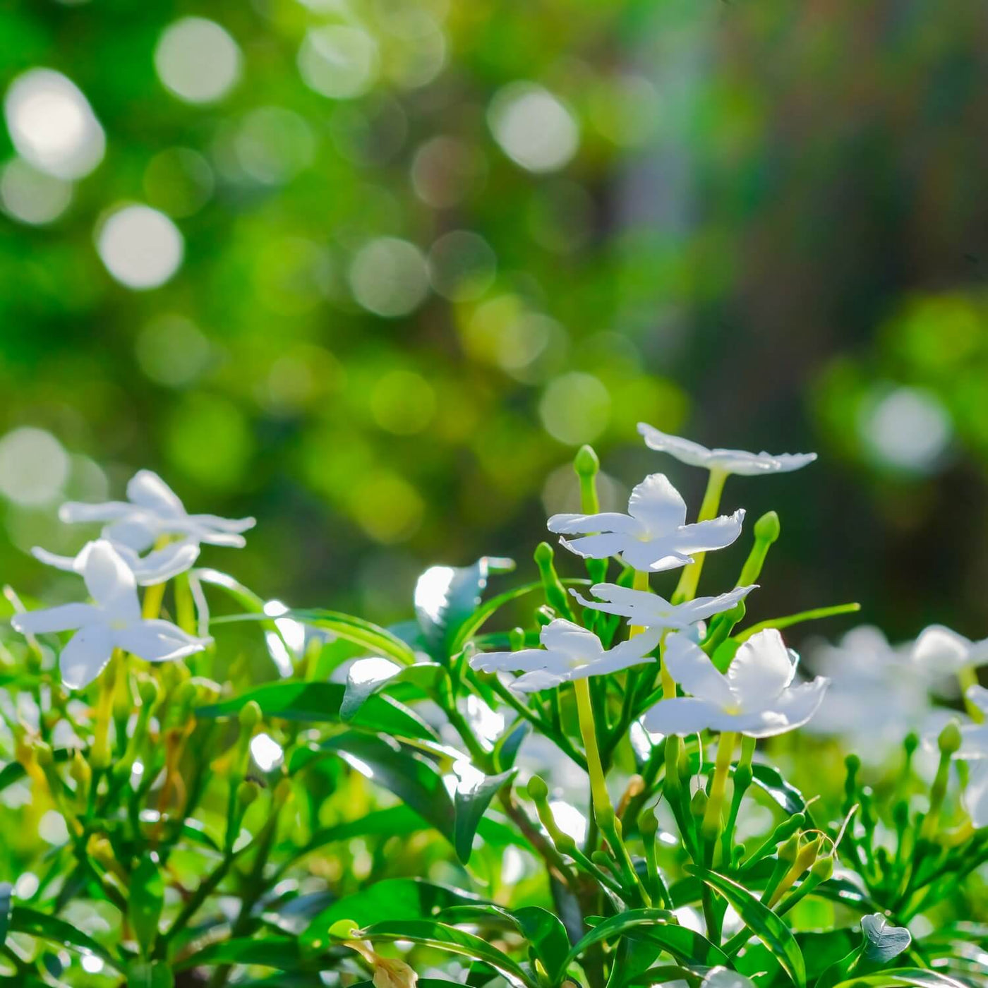 Gardenias - Akers James