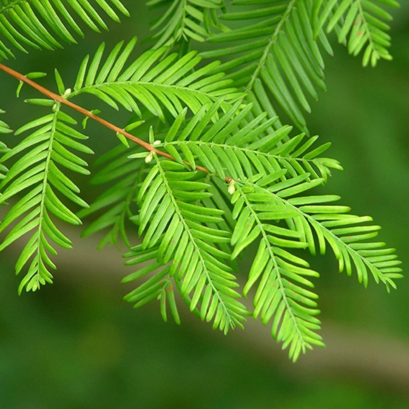 Dawn Redwood