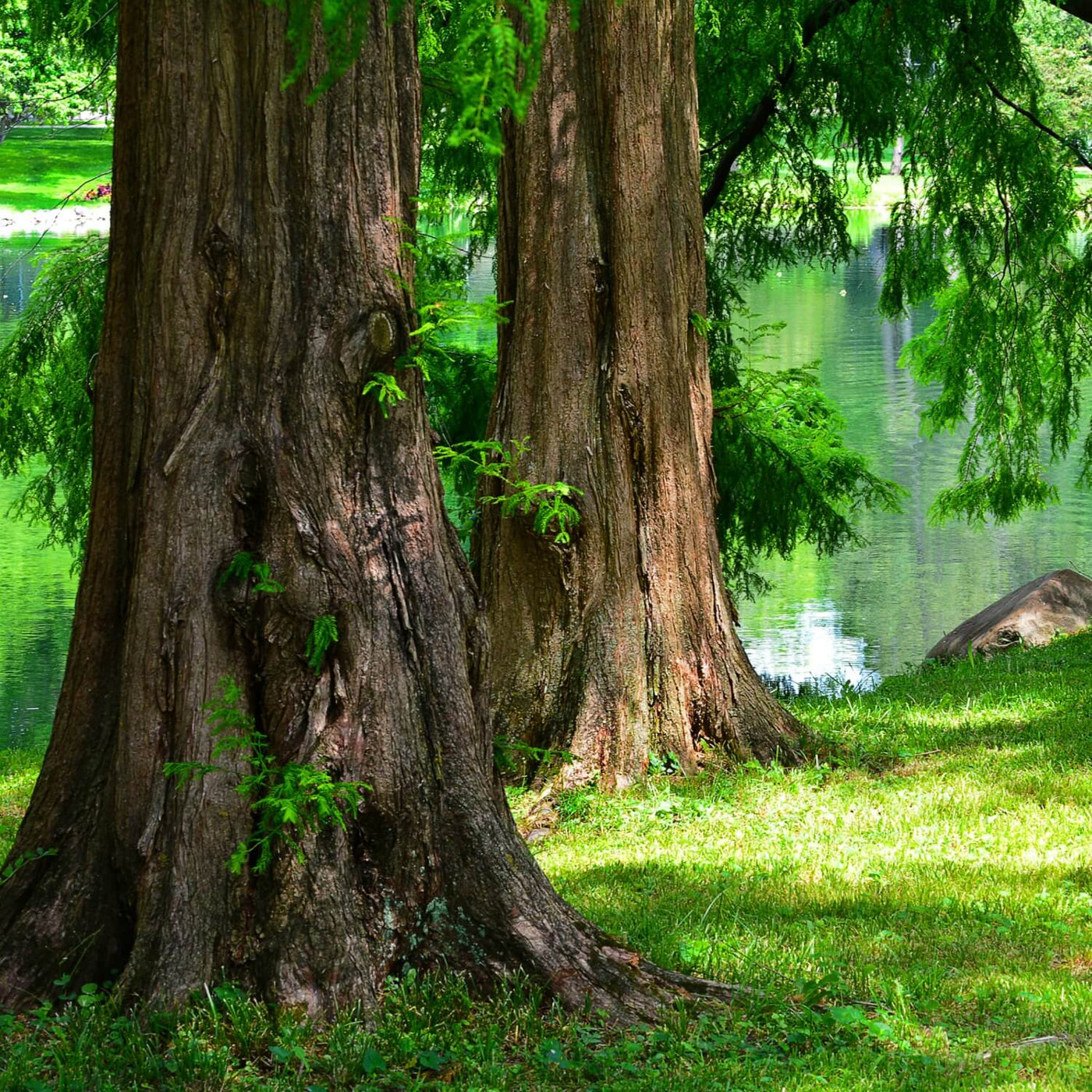 Dawn Redwood