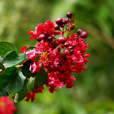Crape Myrtle (Red) - Cremation Society