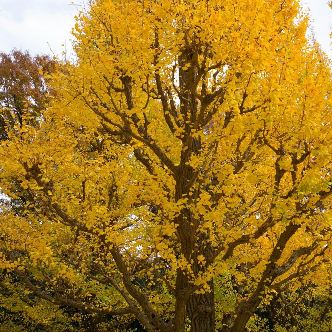 Ginkgo Biloba - Heaven Bound