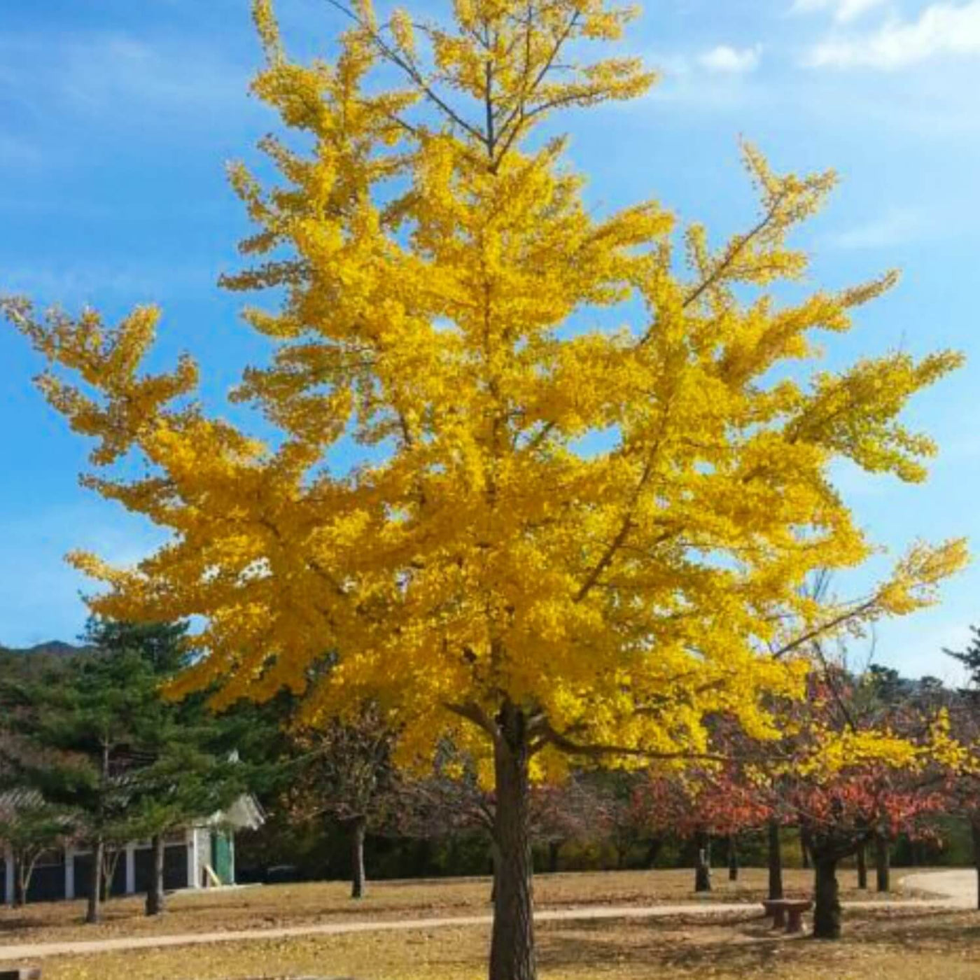 Ginkgo Biloba - Akers James