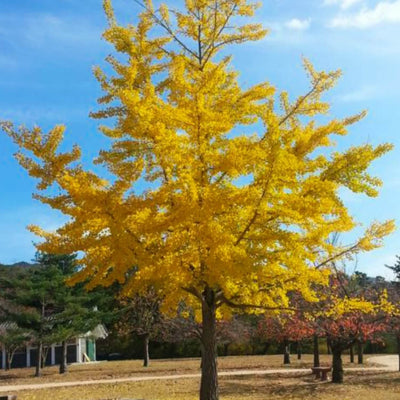 Ginkgo Biloba - Akers James