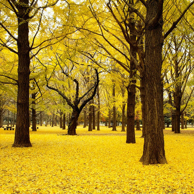 Ginkgo Biloba - Heaven Bound