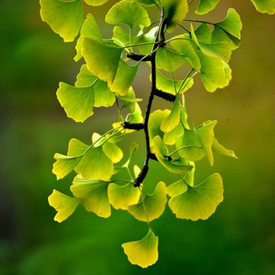 Ginkgo Biloba - Heaven Bound