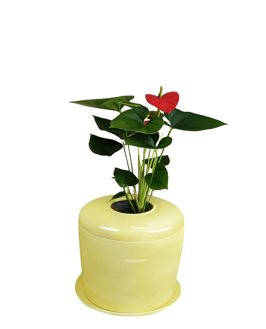 The Living Urn Indoors / Patio - Cremation Society