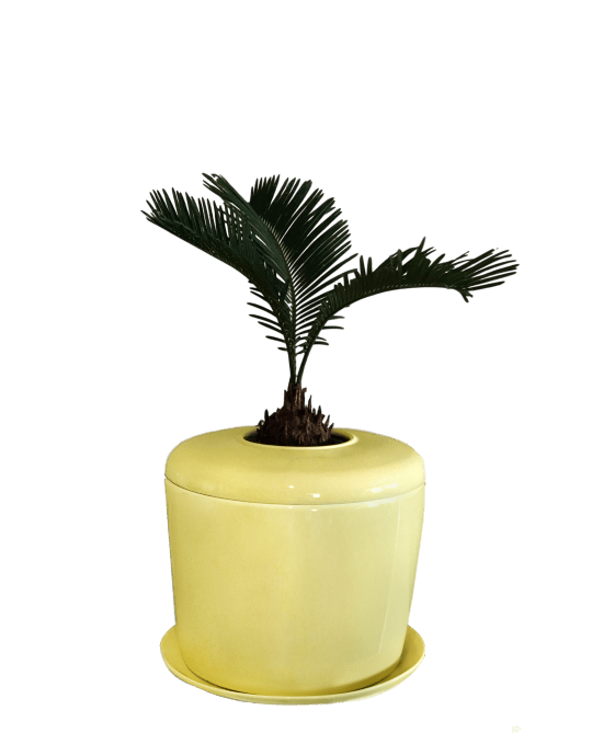 The Living Urn Indoors / Patio - Be a Tree Cremation