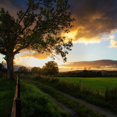 The Irish Living Urn - Monarch