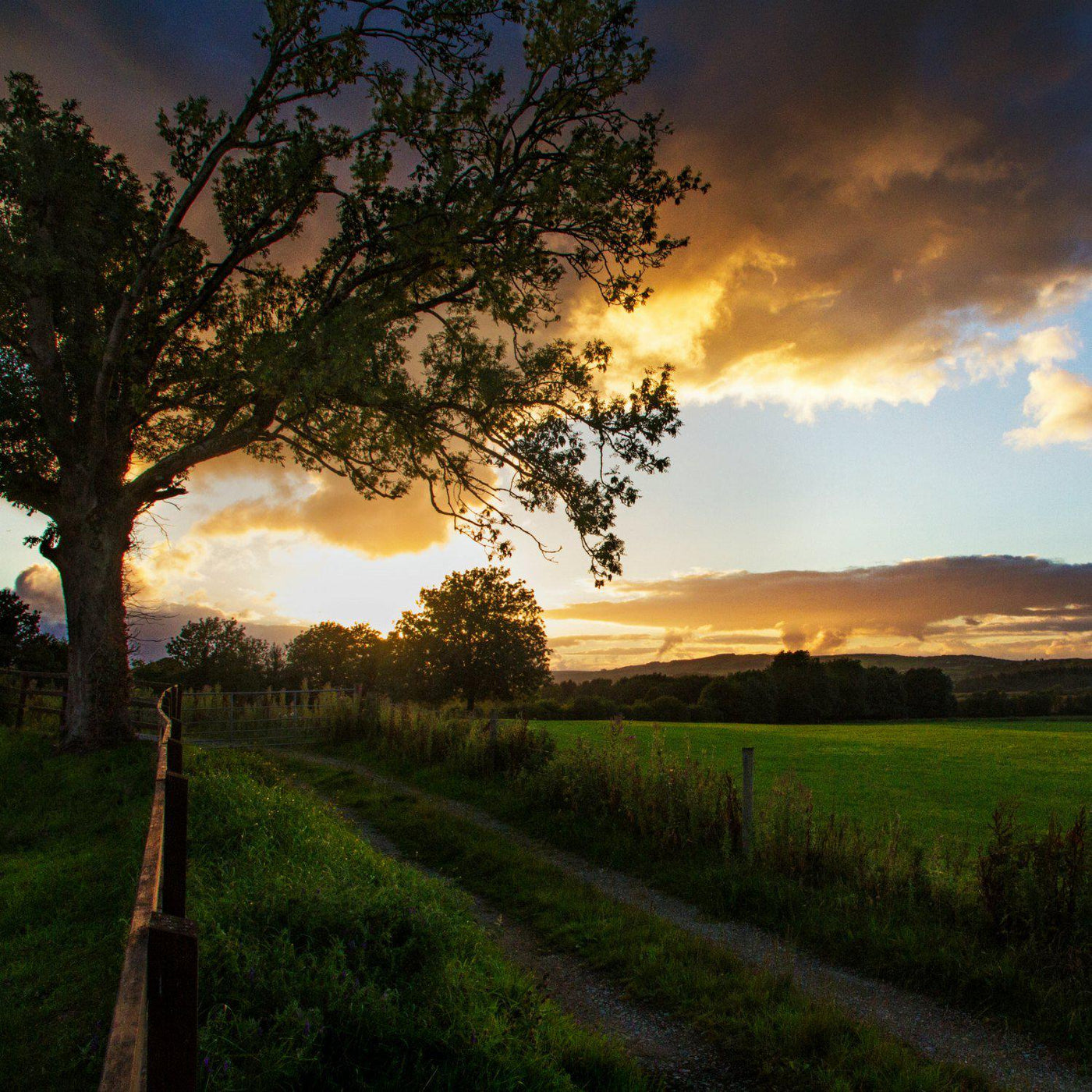 The Irish Living Urn - Natural Grace
