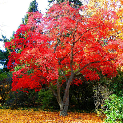 Japanese Red Maple - Monarch
