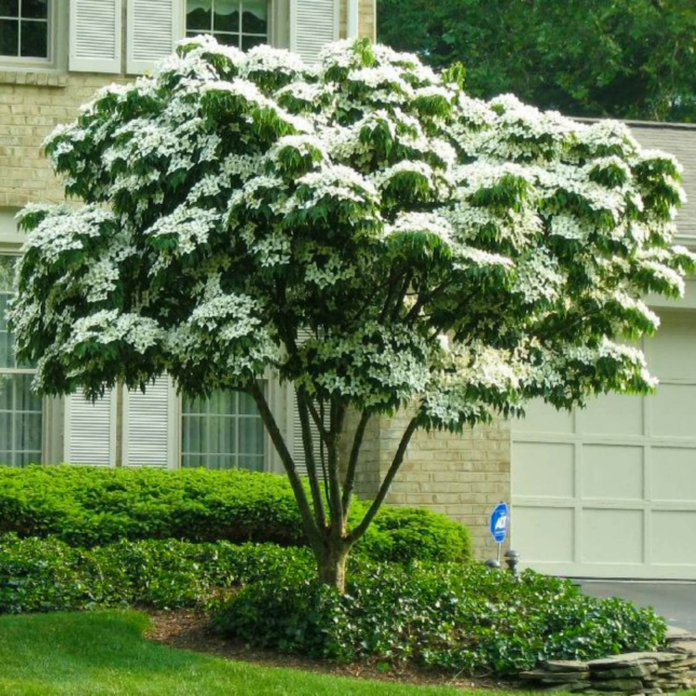 Kousa Dogwood - Belk