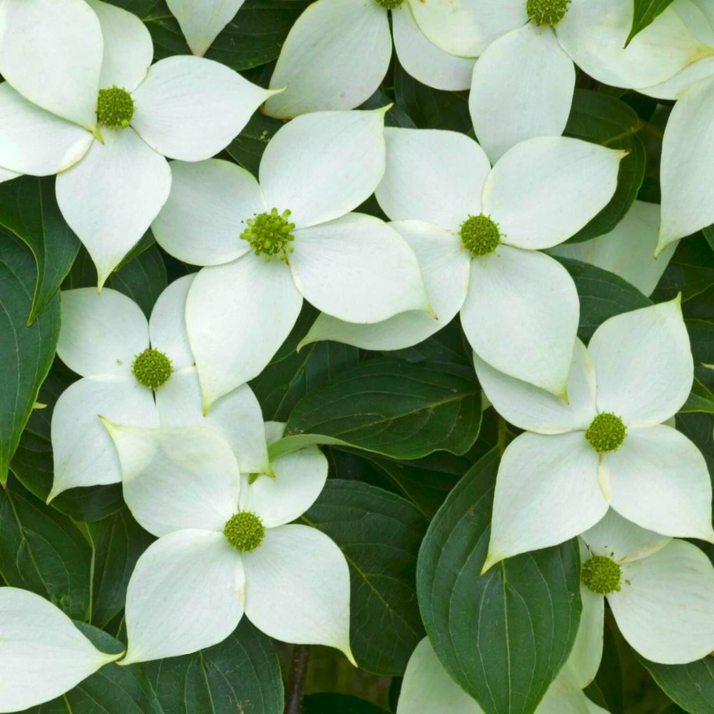 Kousa Dogwood - Akers James