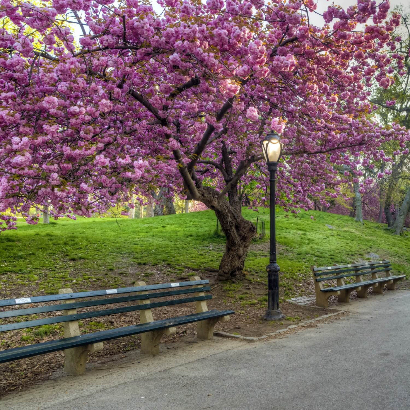 Japanese Flowering Cherry (Kwanzan) - Heaven Bound