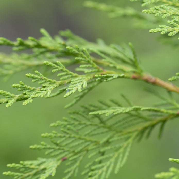 Cypress (Leyland) - Belk