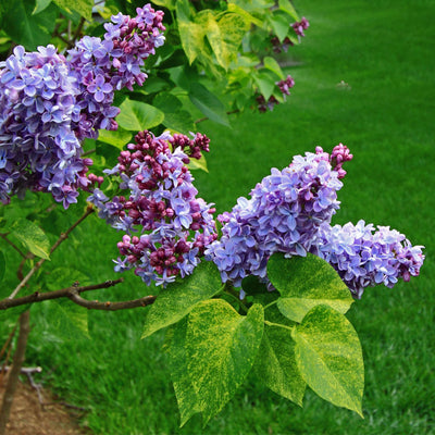 Lilac - Belk