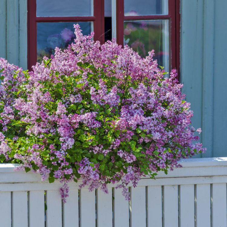 Lilac - Akers James