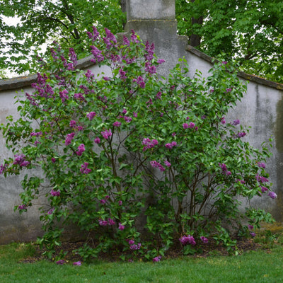 Lilac - Akers James